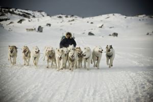 dog sledding